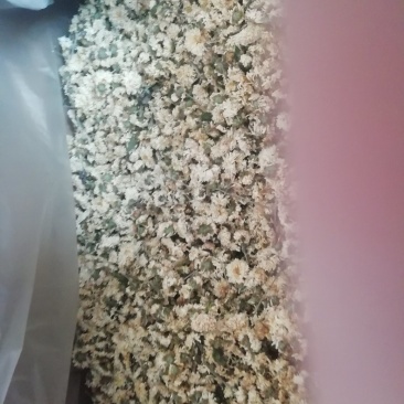 怀菊花