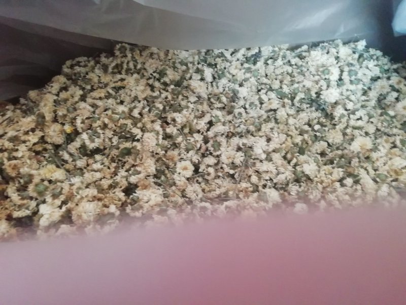怀菊花