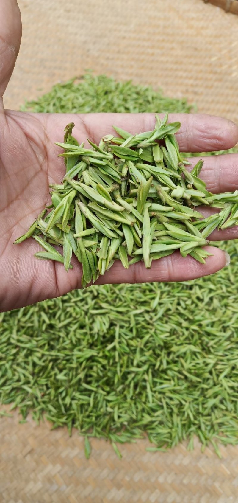 高山云雾茶