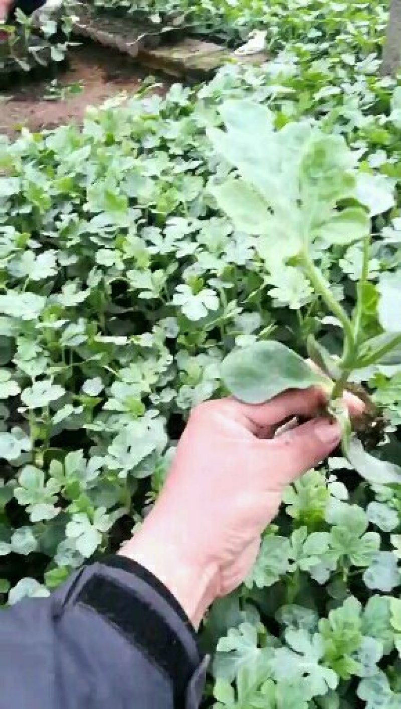 西瓜苗4毛一棵