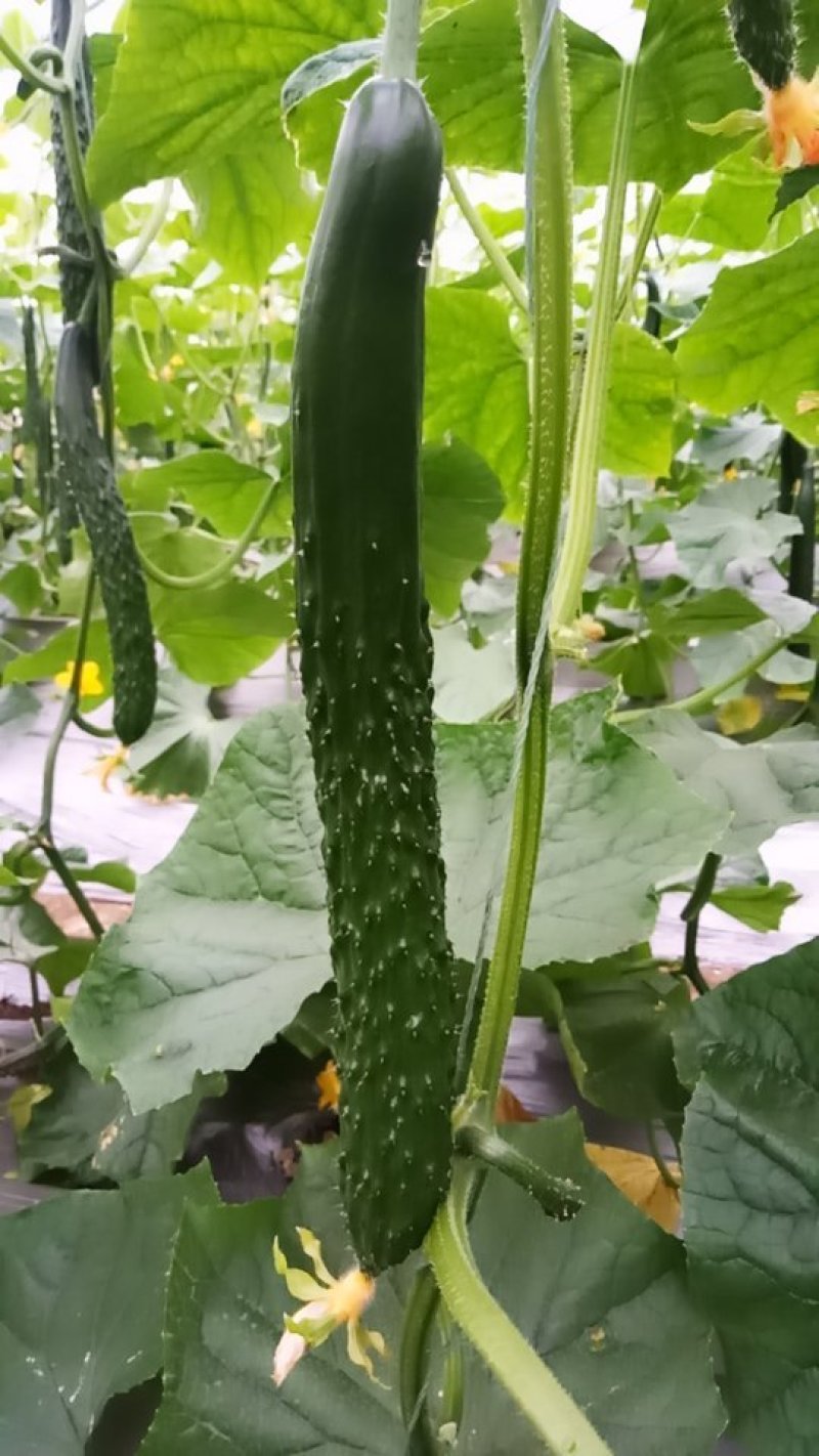 【黄瓜】精品密刺黄瓜质量好价格优大量上市中欢迎咨询