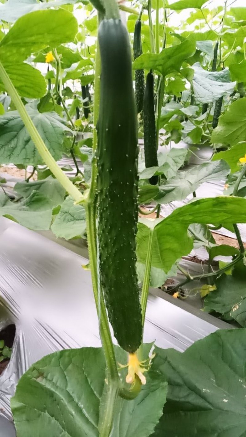 【黄瓜】精品密刺黄瓜质量好价格优大量上市中欢迎咨询