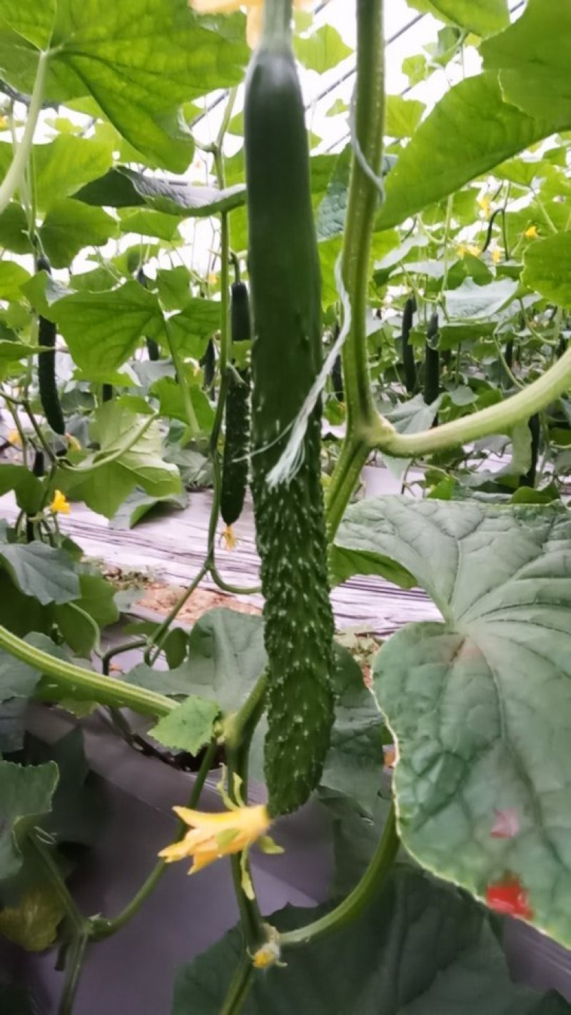 【黄瓜】精品密刺黄瓜质量好价格优大量上市中欢迎咨询