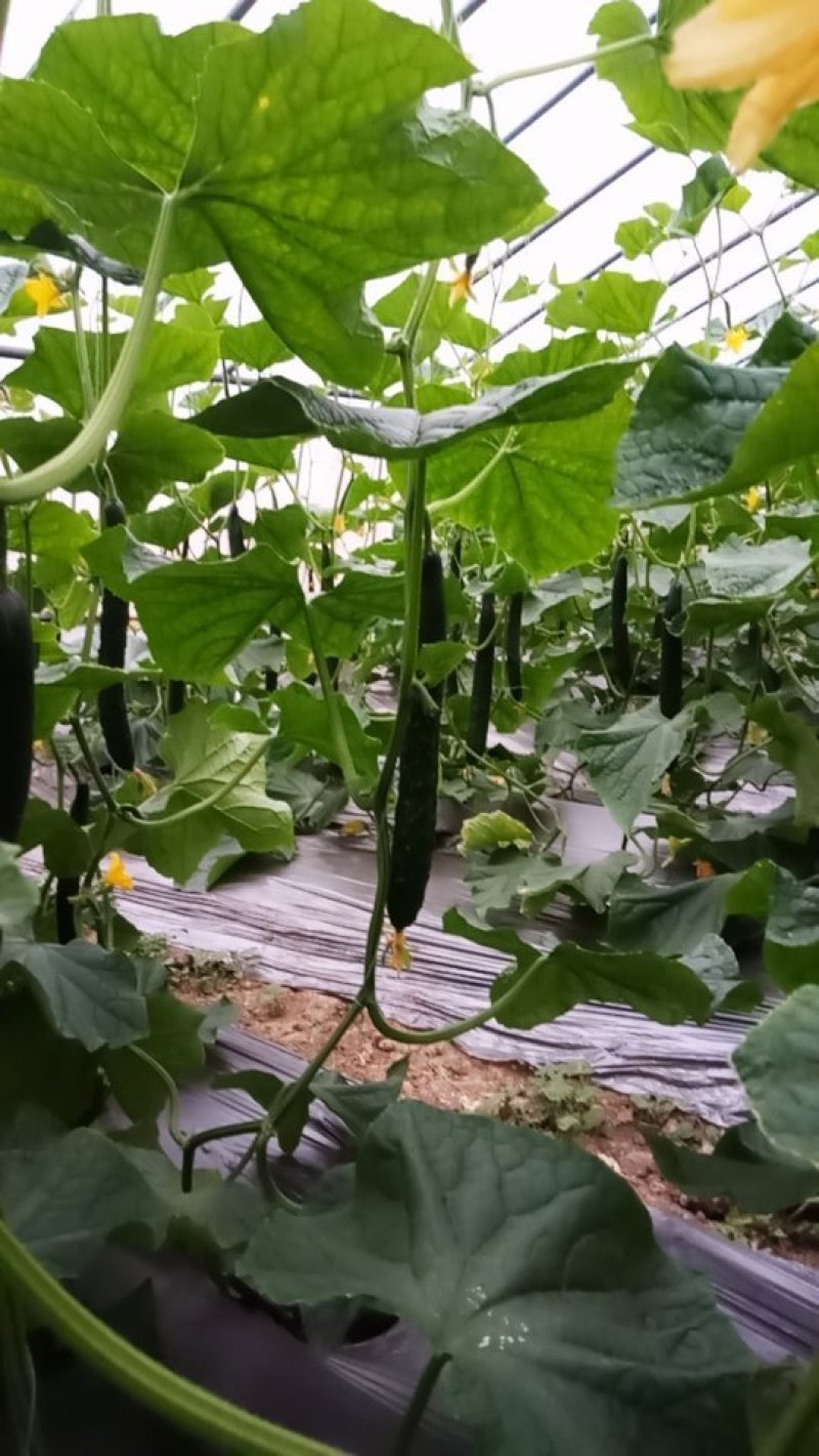【黄瓜】精品密刺黄瓜质量好价格优大量上市中欢迎咨询