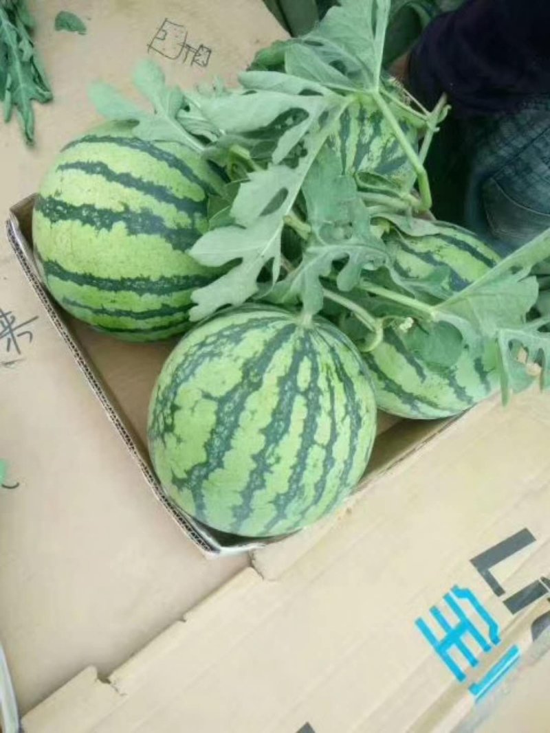 优质美都西瓜大量上市产地直销欢迎老板选购