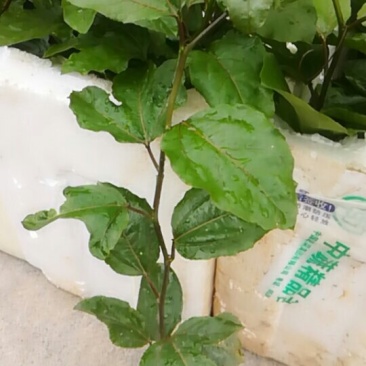 黄金百香果苗