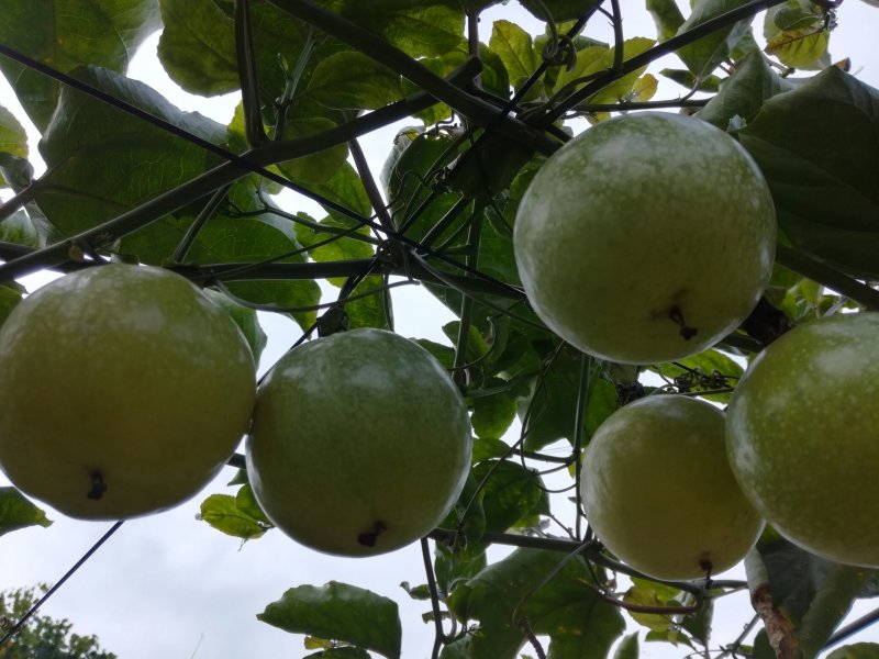 黄金百香果苗