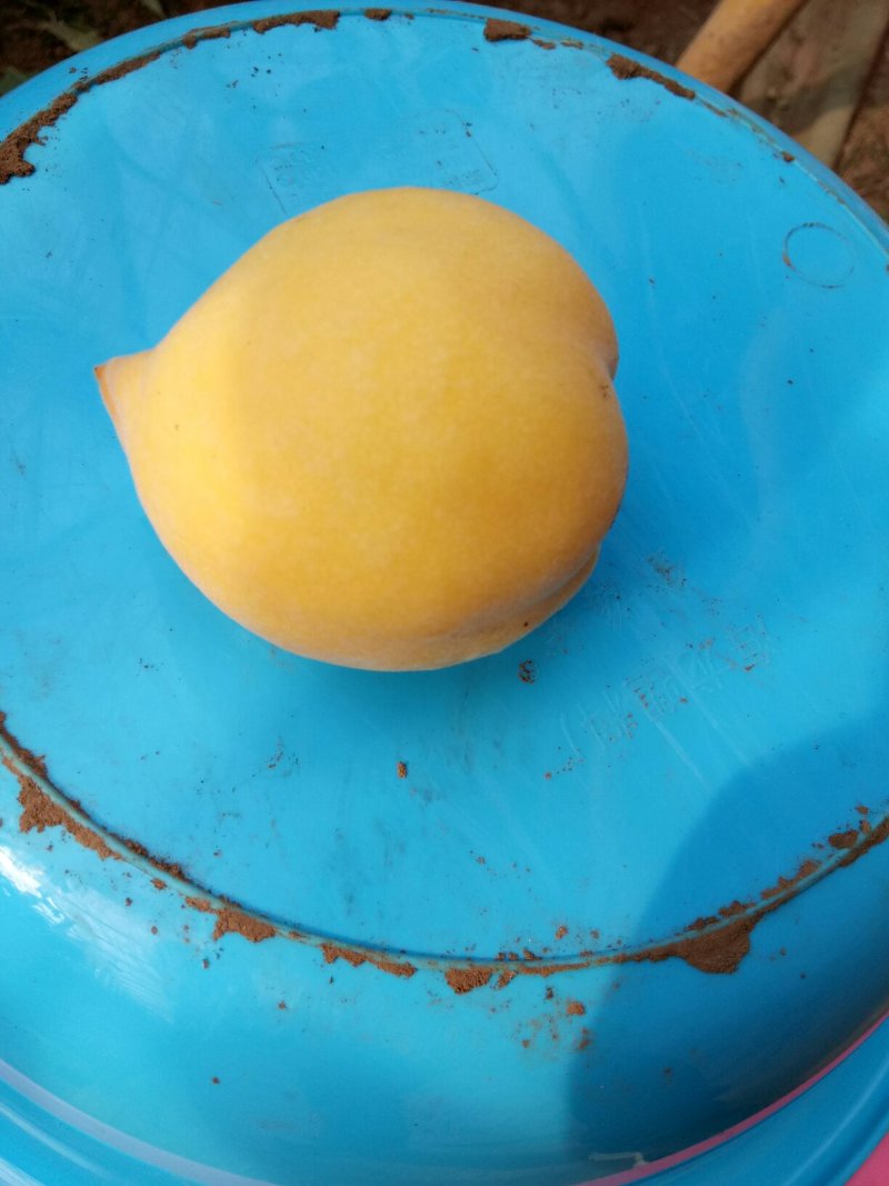 大棚油桃