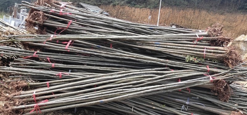 1~15公分栾树大量供应
