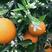 橙子，纽何尔脐橙特早纽荷产地批发，看货采摘皮毛光滑细嫩