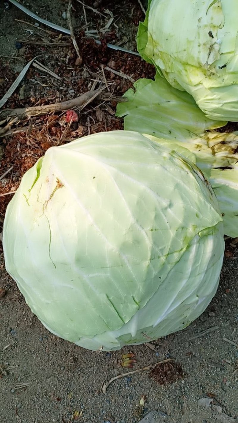 扁包菜