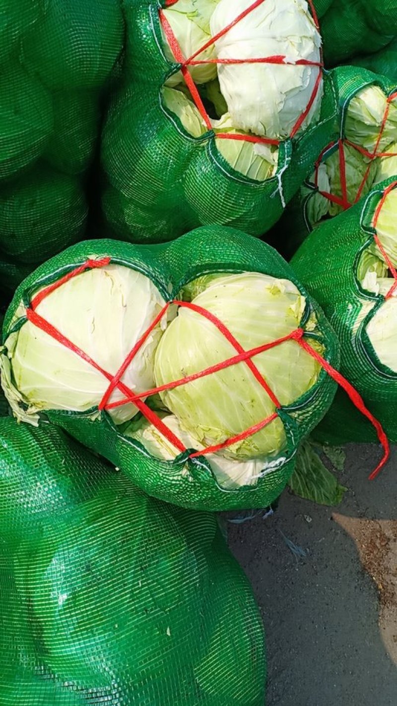 扁包菜