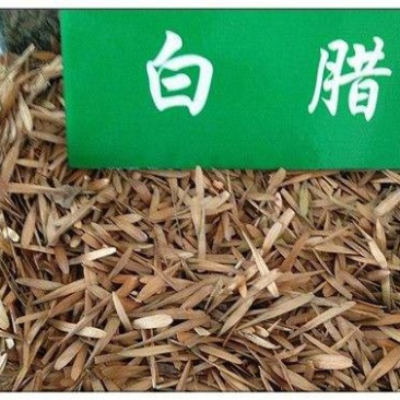 白蜡种