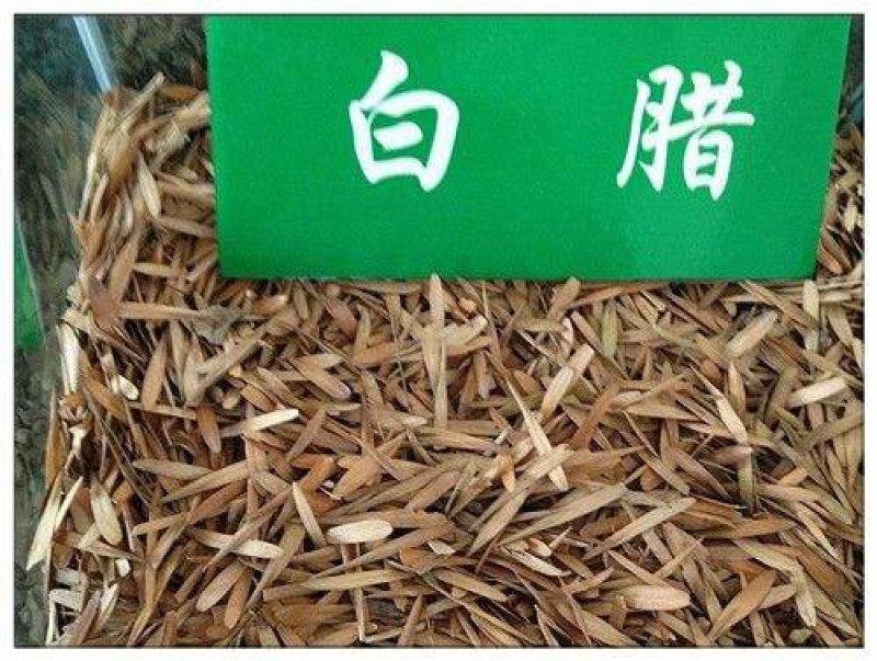 白蜡种