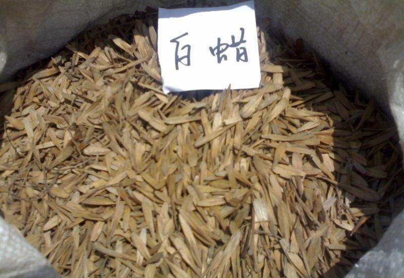 白蜡种