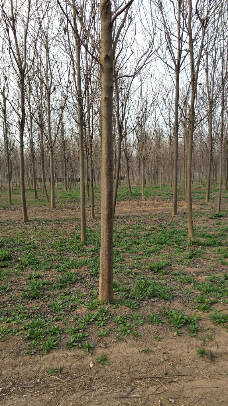 楸树，梓树，8-30公分两万亩基地