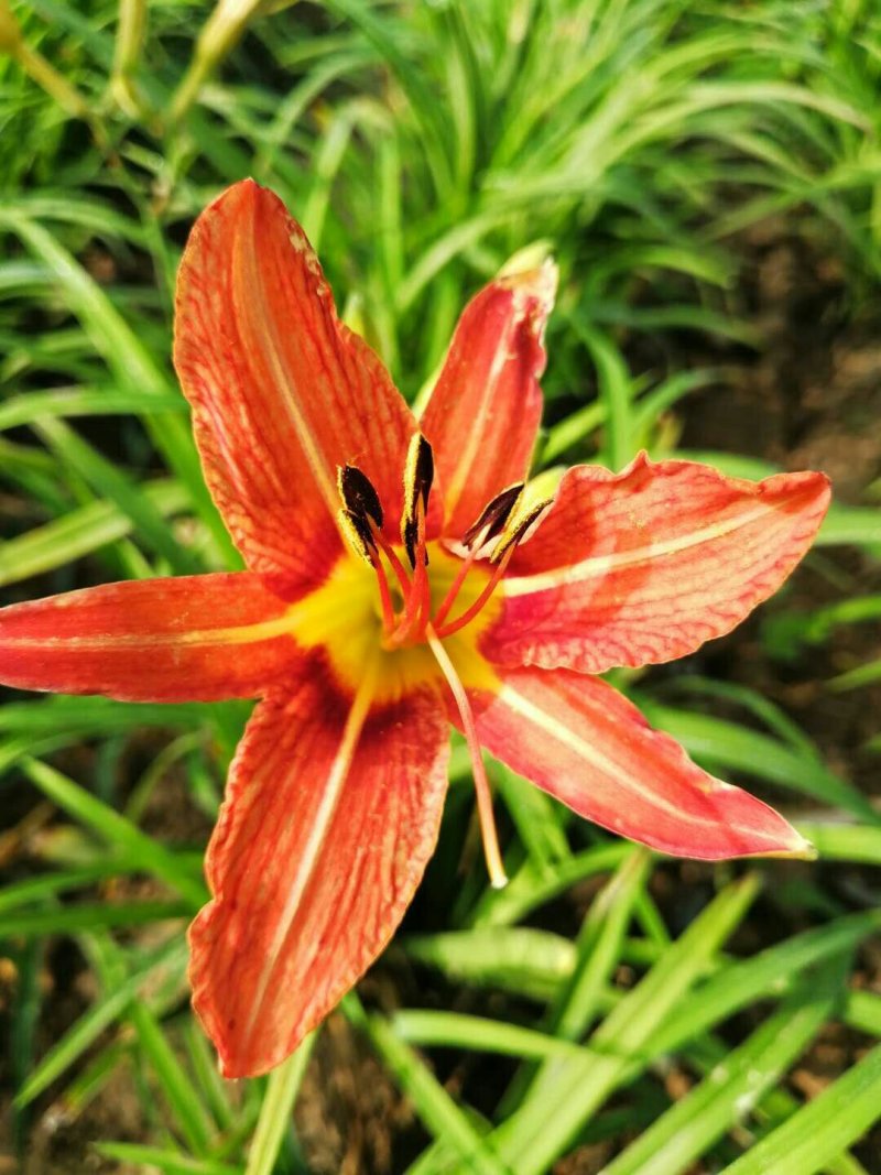 大花萱草