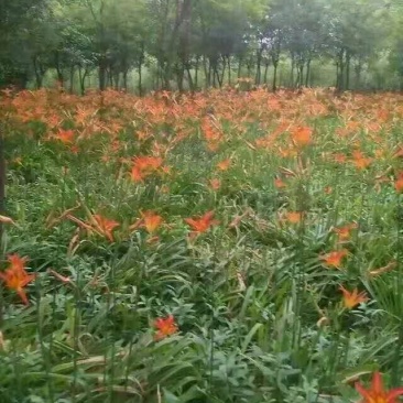 大花萱草