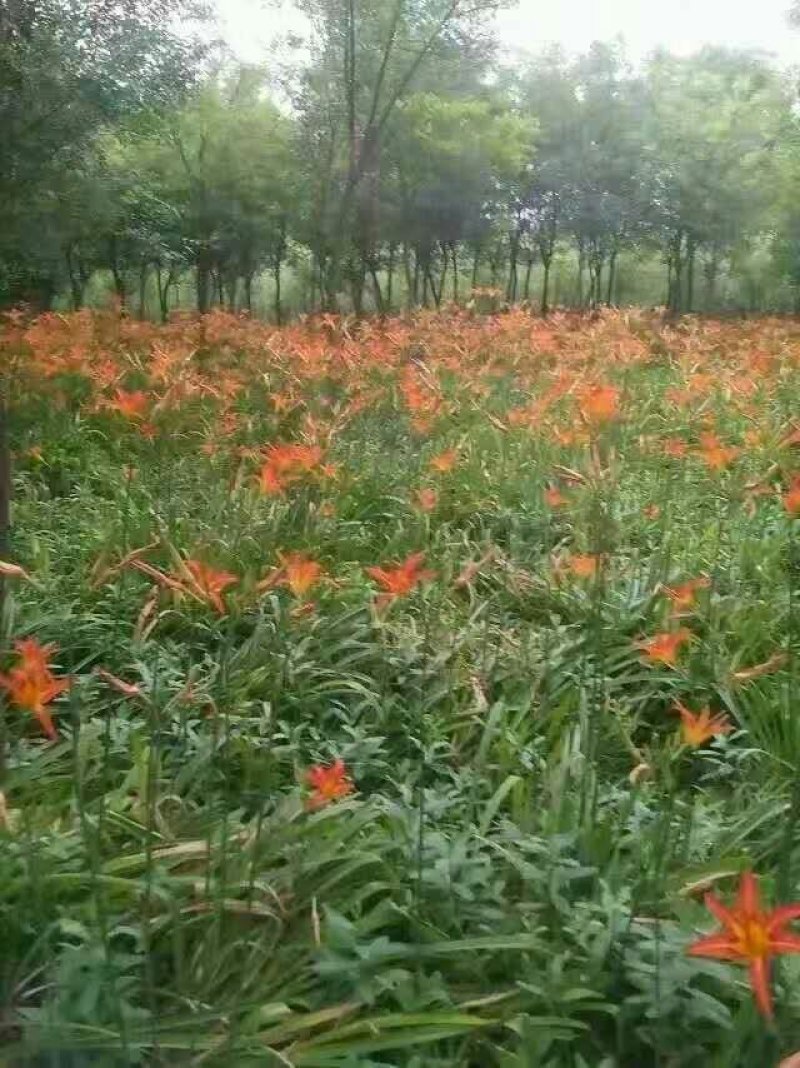 大花萱草