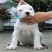 杜高犬幼犬