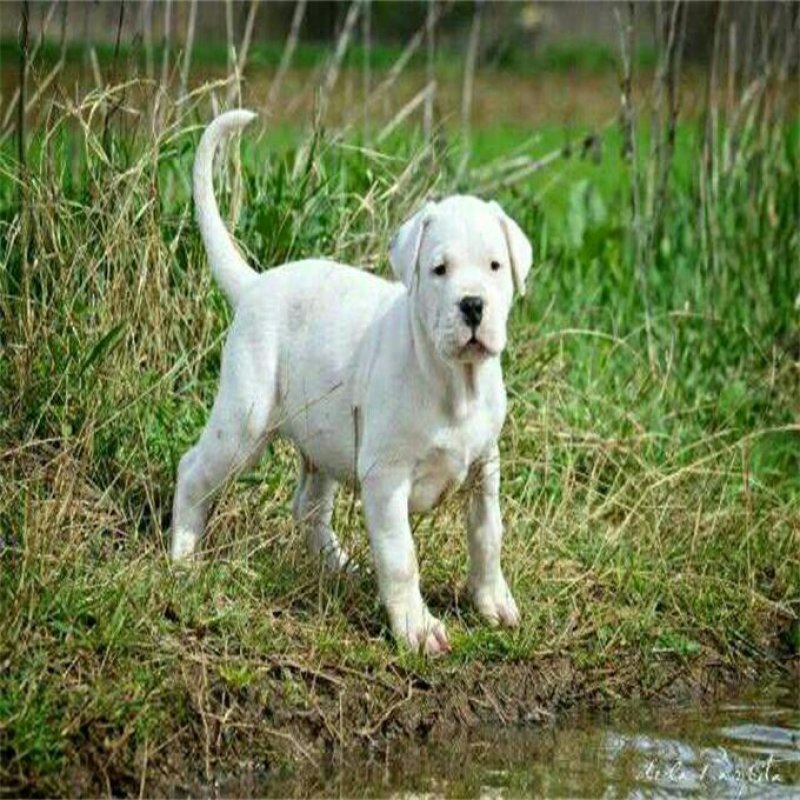 杜高犬幼犬