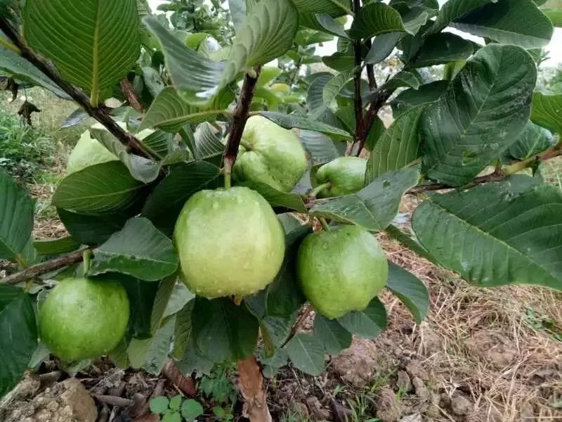 红宝石芭乐苗红心番石榴嫁接