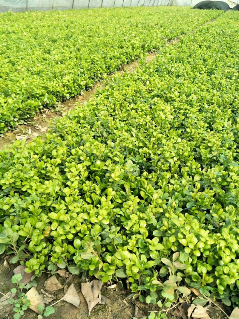 冬青苗大叶黄杨苗床苗成活率高自家苗圃种植价格低