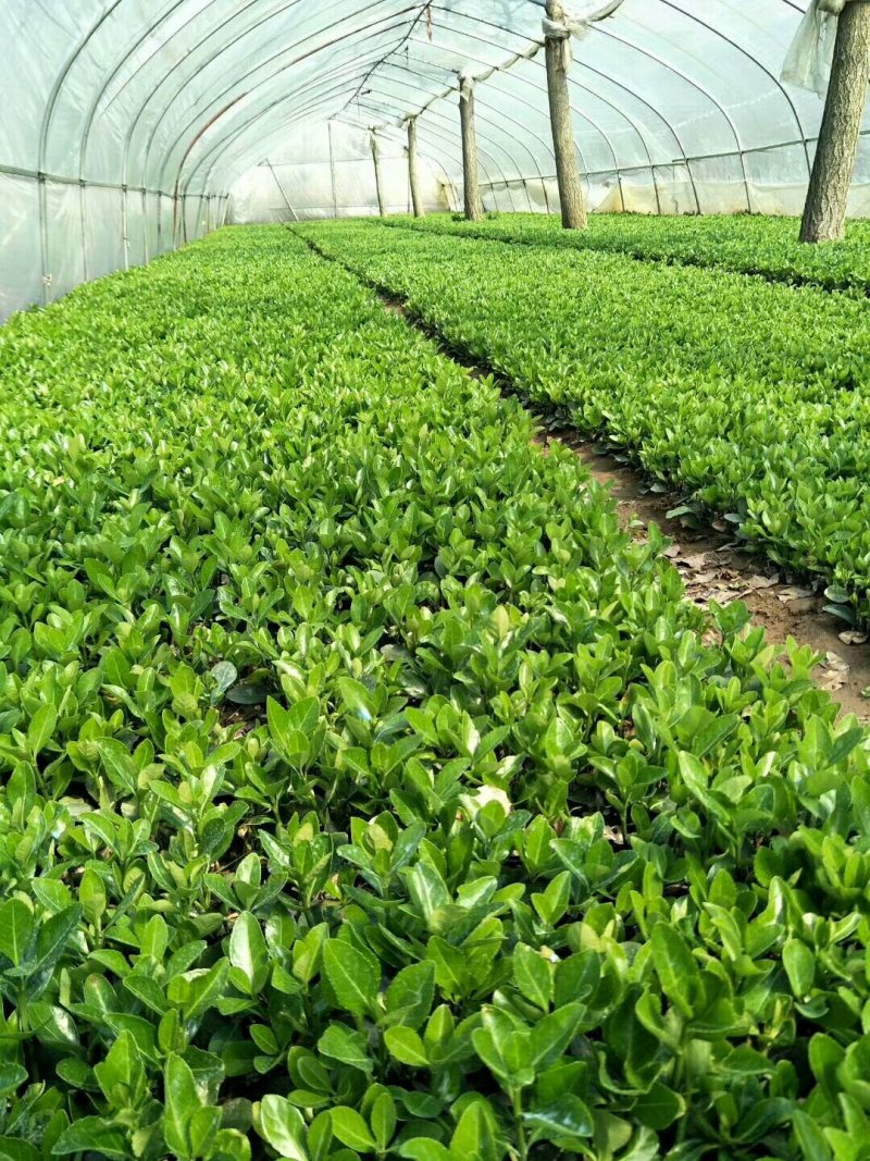 冬青苗大叶黄杨苗床苗成活率高自家苗圃种植价格低