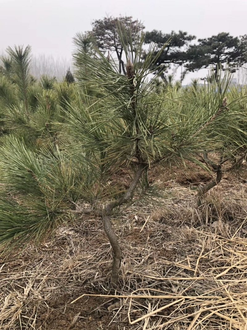 黑松小造型毛坯精品一级树苗