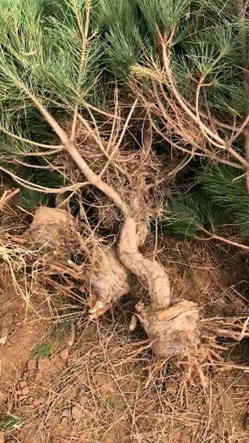 黑松小造型毛坯精品一级树苗