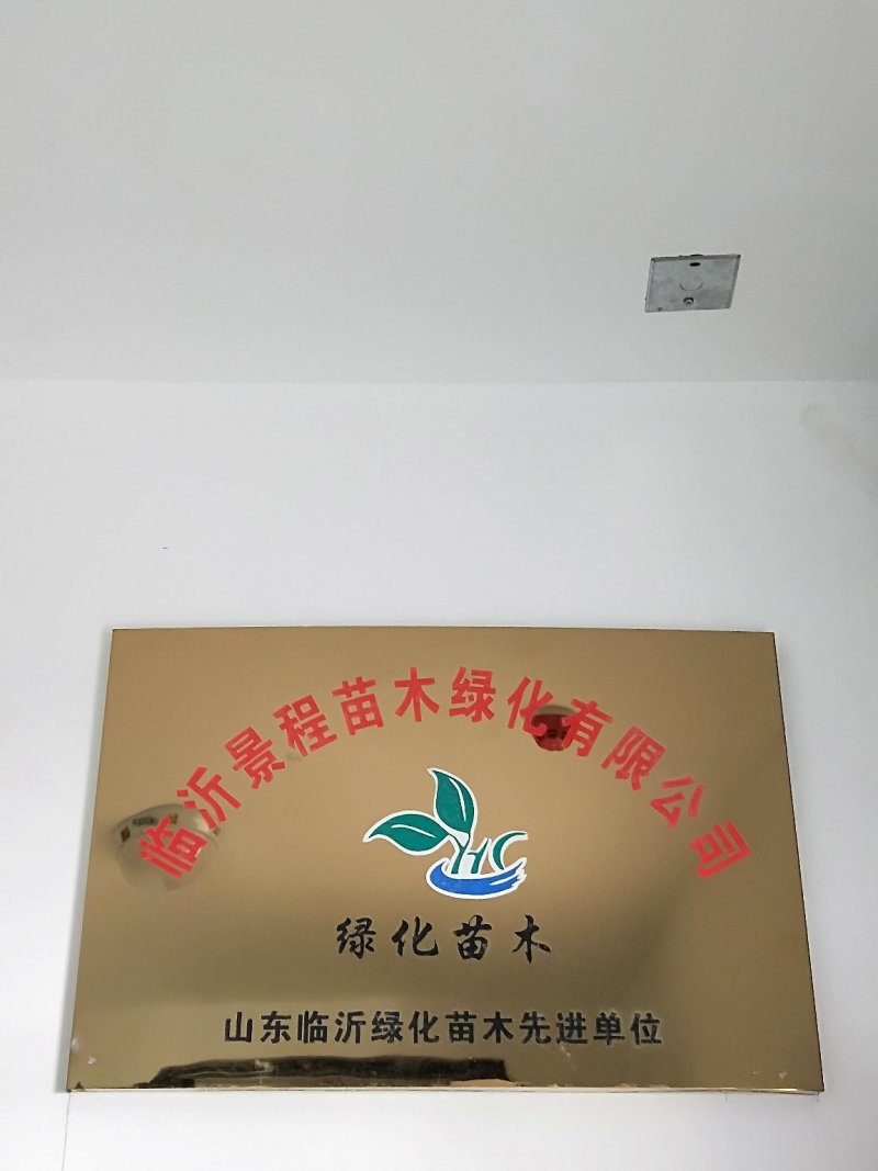 黑松小造型毛坯精品一级树苗