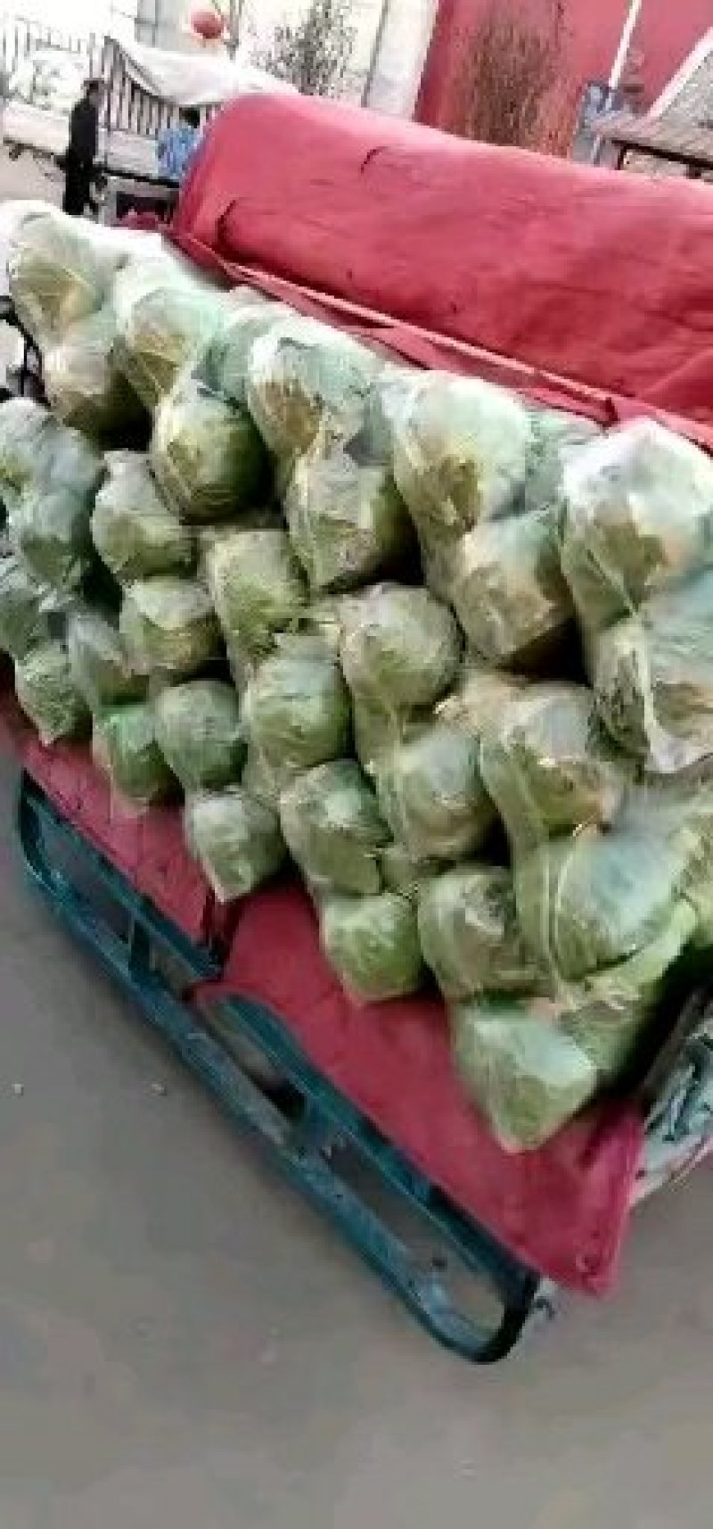 绿甘蓝精品1.5一2斤精品货源