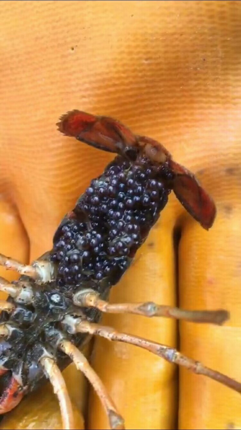 虾苗
