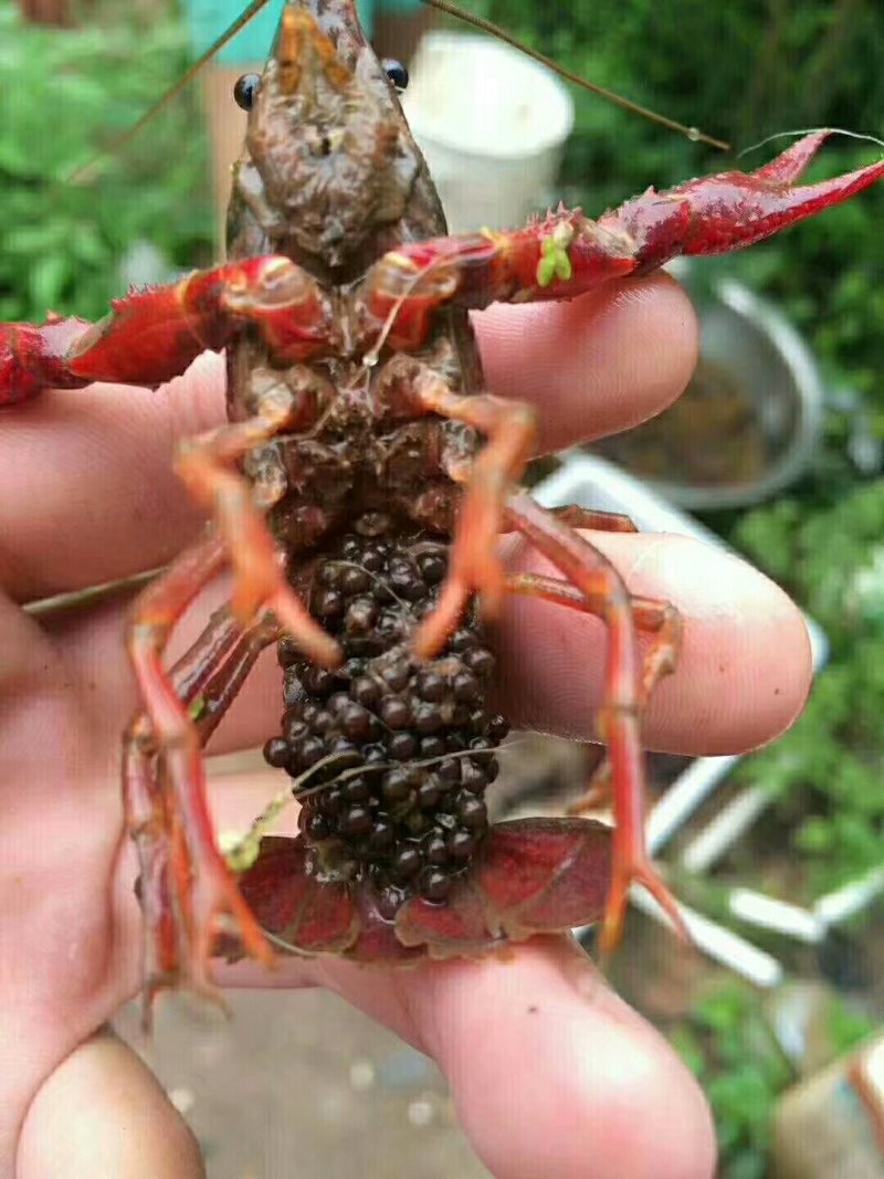 虾苗
