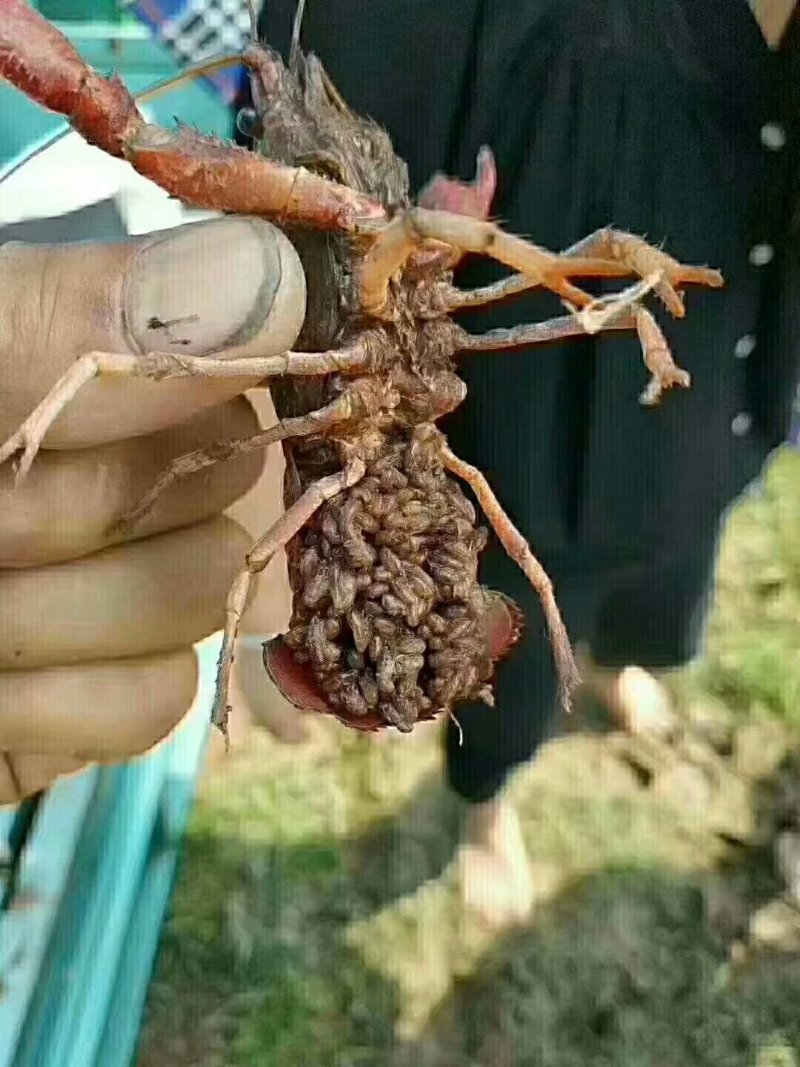 虾苗