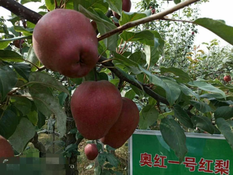 全红梨树苗～奥红1号，它的树枝，树叶，果子，全是红色。