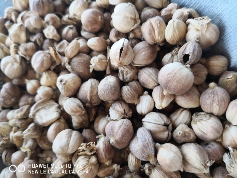 白豆蔻药食两用干货2斤起包邮常年经营各种中药材