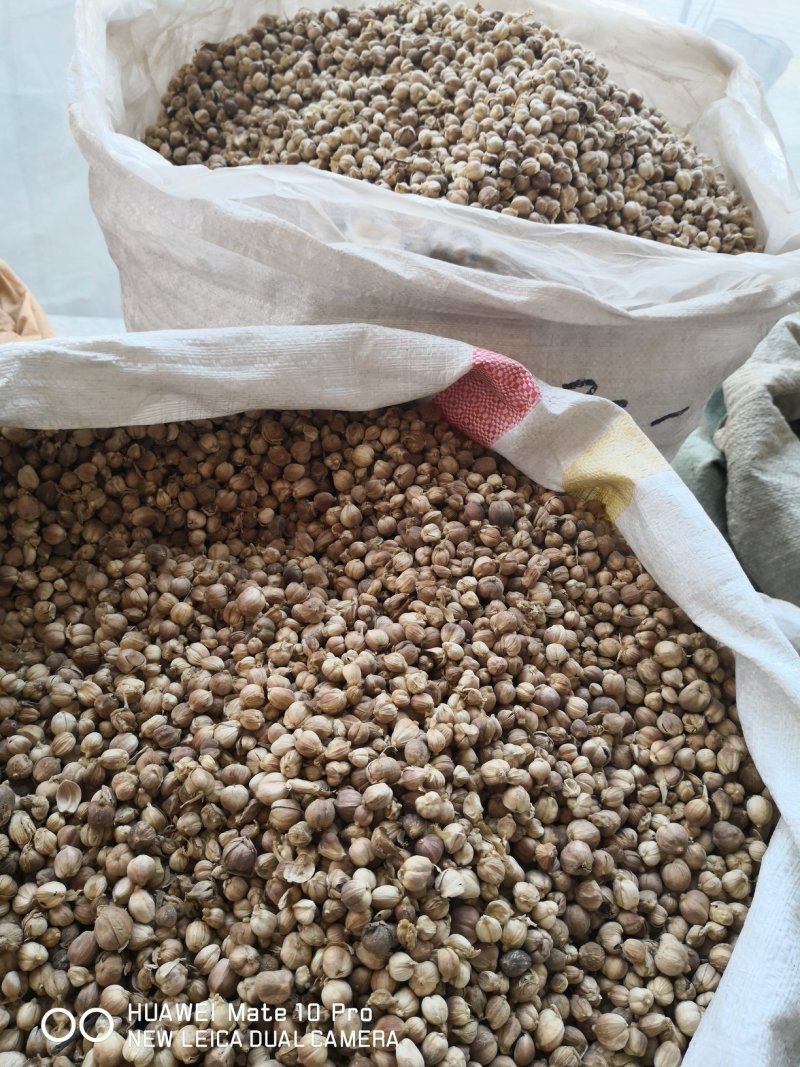 白豆蔻药食两用干货2斤起包邮常年经营各种中药材