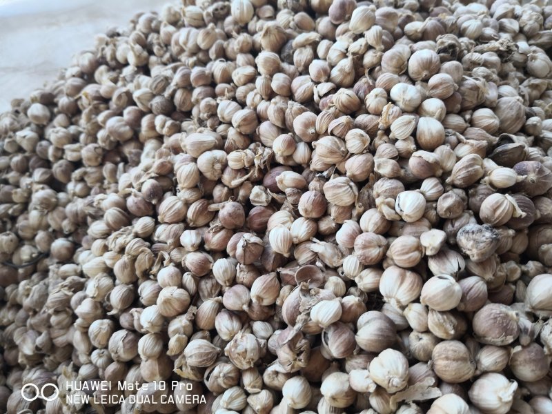 白豆蔻药食两用干货2斤起包邮常年经营各种中药材