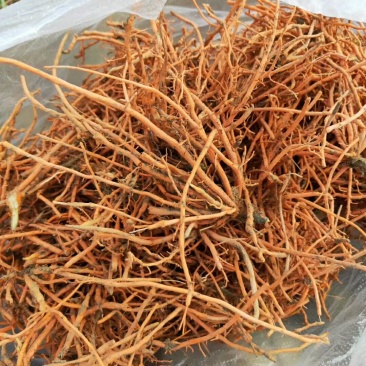 野蚕豆黄根