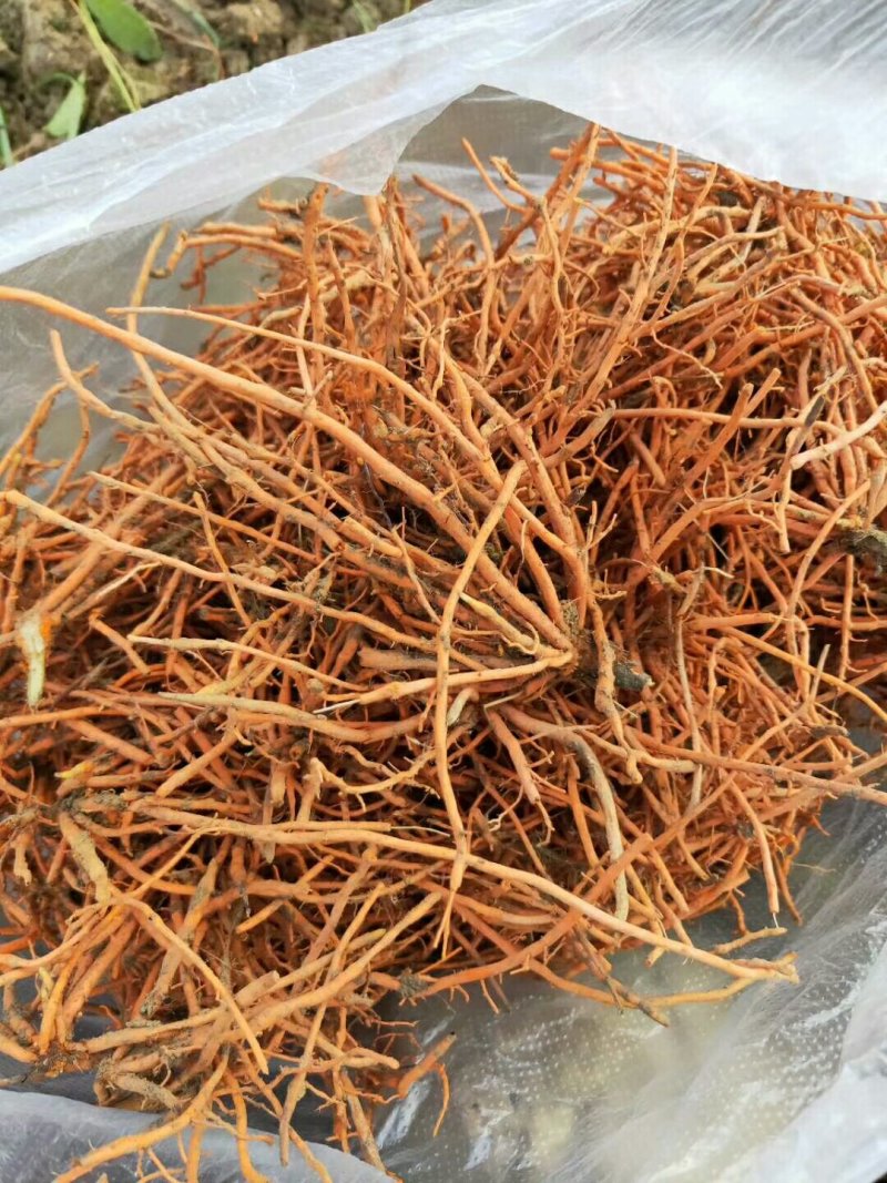 野蚕豆黄根