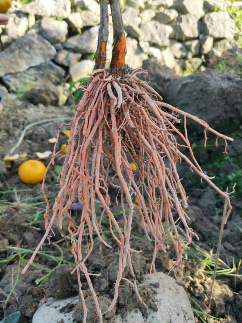 野蚕豆黄根
