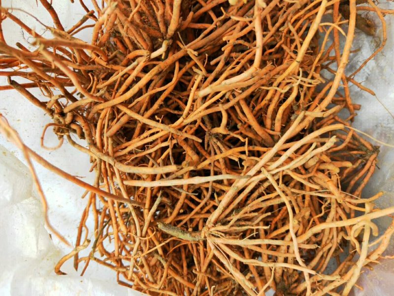 野蚕豆黄根