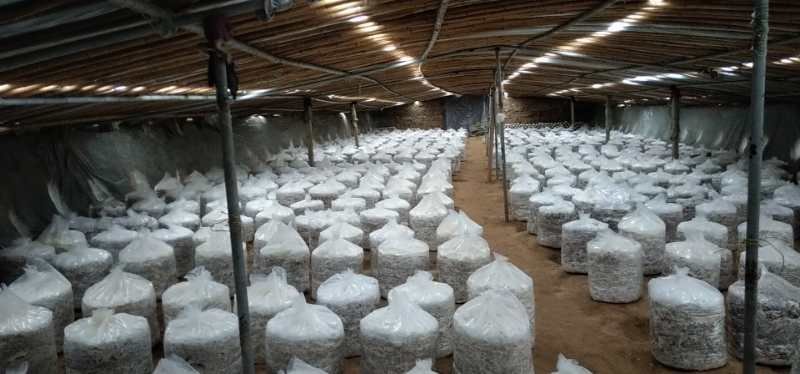 4层~5层灵芝盆景组合成功菌棒