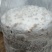 4层~5层灵芝盆景组合成功菌棒