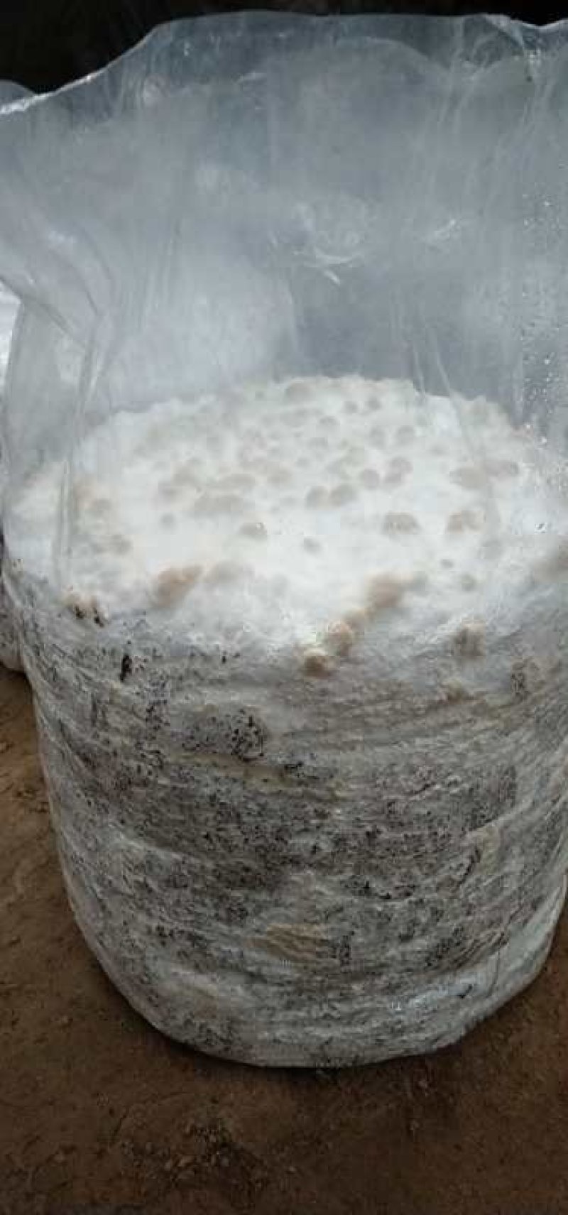 4层~5层灵芝盆景组合成功菌棒