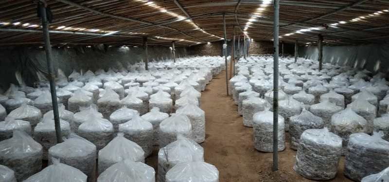 4层~5层灵芝盆景组合成功菌棒