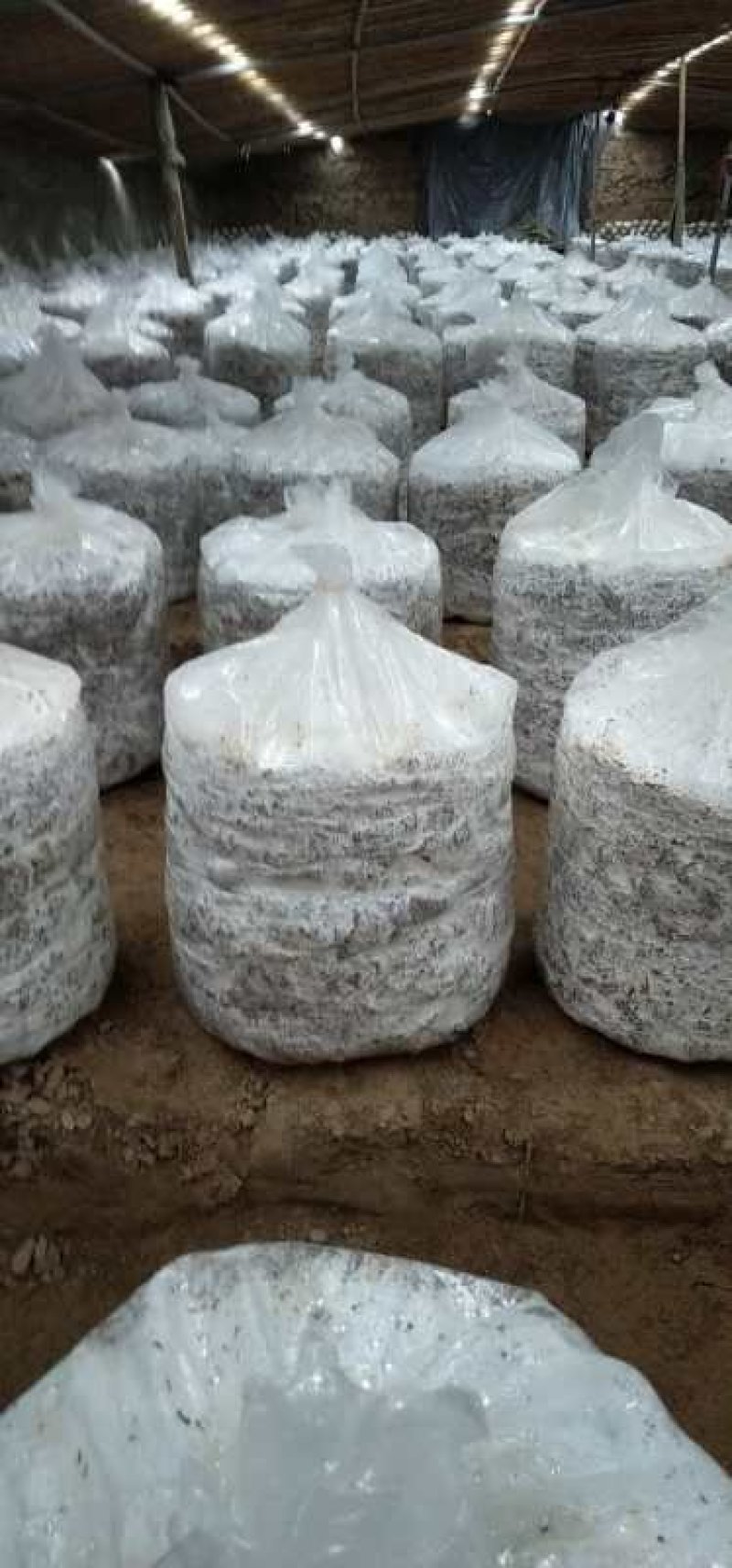 4层~5层灵芝盆景组合成功菌棒