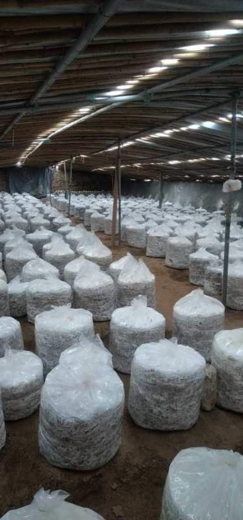 4层~5层灵芝盆景组合成功菌棒