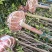 四川宜宾桂花树8公分价格